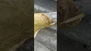 пчёлы почувствовали осень.