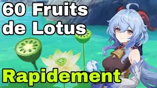 60 FRUITS de LOTUS RAPIDEMENT Guide Genshin Impact FR