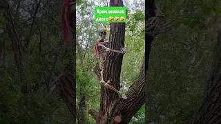 Диеты-зло