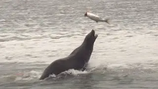 California Sea Lions hunting Salmon