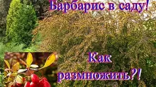Barberry in the garden! Reproduction of barberry. Berberis thunbergii ..