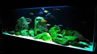 How to Set up an African Cichlid Tank - Step by Step Guide