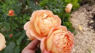 Роза Леди оф Шалот (Lady of Shalott) в Северо-Западном регионе.