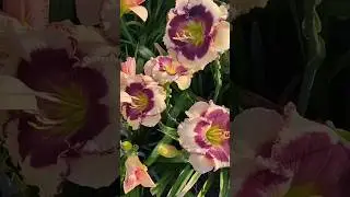 лилейники 9.07.2024 #shortvideo #flowers #цветы #люблюцветы #лето #сад #лилейники