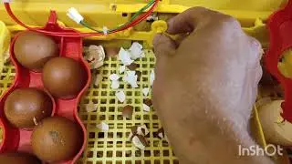 ИХ ОЧЕНЬ МНОГО И ВСЕГДА! ЧТО И КАК НУЖНО ДЕЛАТЬ! СЕКРЕТЫ ИНКУБАЦИИ КОТОРЫХ НЕТУ! ЦЫПЛЯТ ВАЛОМ