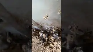 Напад Осенний / Пьяные пчёлы / Пчеловодство.