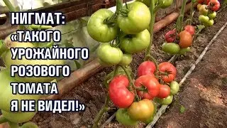 НИГМАТ: ТАКОГО УРОЖАЙНОГО РОЗОВОГО ТОМАТА Я НЕ ВИДЕЛ! Часть-2 (11-05-2019)