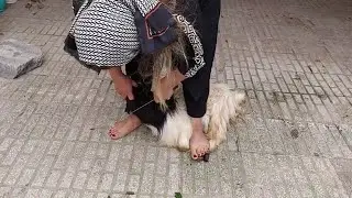 woman slaughter goat/ Educational vlog