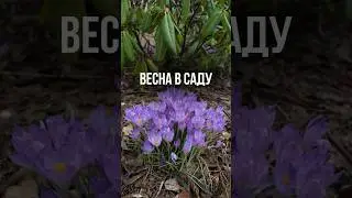 Весна в саду.