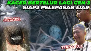 SIAP2 PELEPASAN LIAR DI ALAM BEBAS. KACER BERTELUR LAGI GENERASI KE 3..!