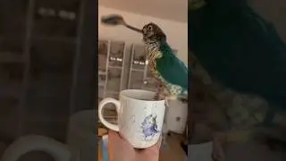 Parrot Makes Angry Tea