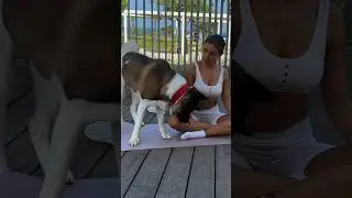 Watch😱 Dog preventing a beautiful girl from doing a workout at home #dog #fannyvideo #fitness #girl