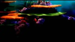 nemo no