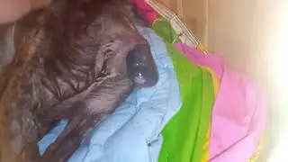 КАК Я ПРИНИМАЛ РОДЫ У СОБАКИ