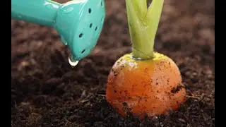 Полейте ЭТИМ МОРКОВЬ в июле  Вырастит крупная, ровная и сочная