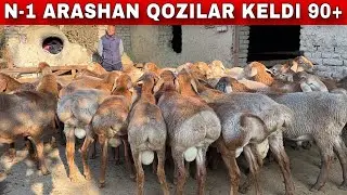 SIFAT ARSHAN QOZILAR 90 + UDARLARI KELDI SHOSHILING