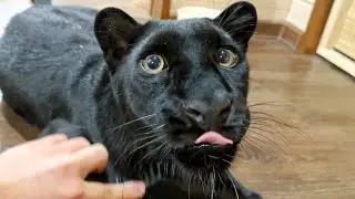 Panther Luna sees off Vika ❤️🐾 (read description) (ENG SUB)