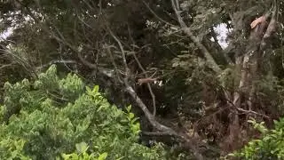 Costa Rica - Squirrel Monkeys