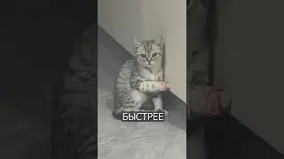 Грустный котик С ГИПСОМ набирает просмотры