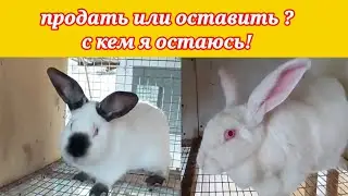 Кролики. Хотят купить всех моих Белых Великанов. Зачем я завела Калифорнийких кроликов.