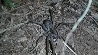 Phone Hack - How to Find Big Spiders at Night