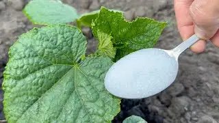 Just 1 spoon in June and even dead cucumbers, tomatoes, peppers will instantly grow