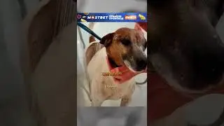 🐶❤️ Как любовь и забота изменили судьбу этой собачки и её щенков! #творидобро