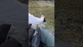 сом дал жару