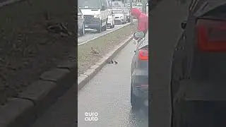 Милота на дороге:) 