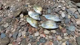Морская рыбалка. Ловим ласкиря с 11.00 и до часу дня.