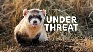 The Black Footed Ferrets On The Brink Of Extinction