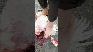 سربریدت مرغ توسط خانم،برای عضویت درکانال ویژه ذبح اسلامی،وارد کانال تلگراممون شوید.