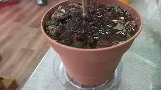 Азалия уход