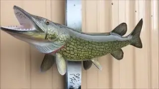 Chain Pickerel Fish Mount Replica by Coast to Coast Fish Mounts