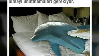 HAYVANLAR ALEMİNİN ŞAŞIRTAN UYKU ALIŞKANLIKLARI