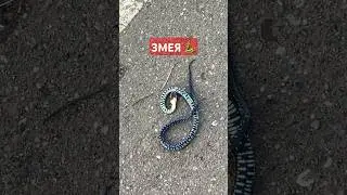 Змеиный укус 🐍😱 