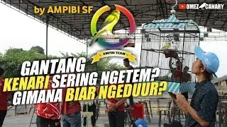 Kenari sering ngetem? Begini caranya biar tampil prima dan ngeduuur digantangan