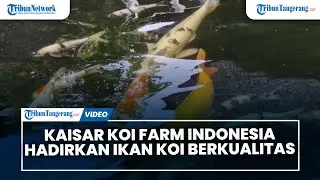 Diekspor ke Negara Tetangga, Kaisar Koi Farm Indonesia Hadirkan Ikan Koi Berkualitas