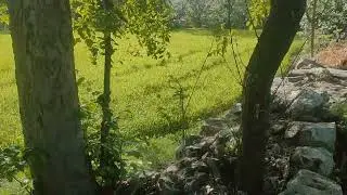 my farmhouse todgarh