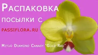 Phal. Mituo Diamond Canary 'Gold Red' Распаковка заказа с пассифлора. Что делать и чем обрабатывать.