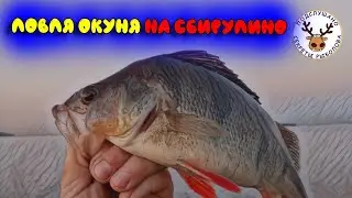 Ловля на сбирулино окуня 👍Как собрать снасть 👍Как бросать снасть👍Когда применять 👍 Ловля на бомбарду