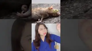 KIAMAT KARNA TIKUS ?! | Klara Tania 