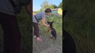 The puppy follows the owner's commands. Smart and obedient German Shepherd puppy, 4 months old.