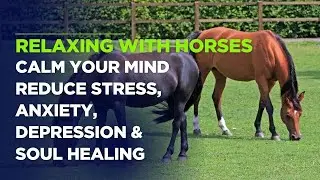 Relaxing with Horses 🐴 Calm Your Mind & Soul with Nature’s Grace | Reduce Stress, Anxiety