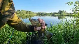Вечерний клёв