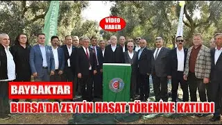 BAYRAKTAR, BURSA’DA ZEYTİN HASAT TÖRENİNE KATILDI