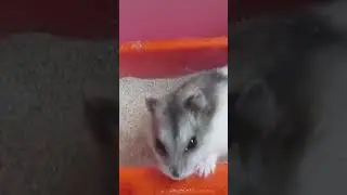 Зачем хомякам песок?