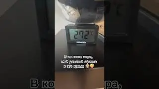 Донской сфинкс 