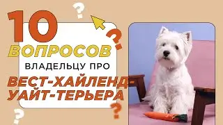 10 вопросов владельцу про вест-хайленд-уайт-терьера: характер, обучение и содержание 🐕