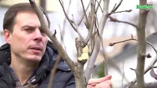 Обрезка плодовых деревьев. Советы для начинающих
